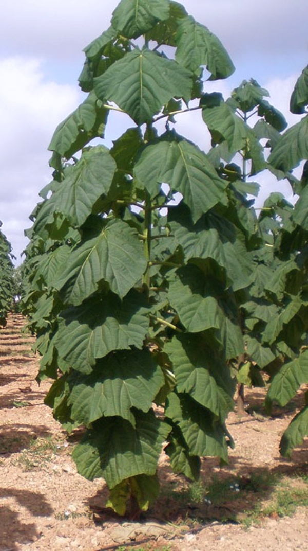 Drzewo tlenowe Drzewo tlenowe