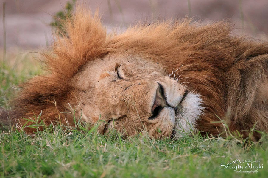 Zdjęcie lwa autorstwa Roberta Gondka