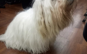 Fotorelacja ze spotkania dla miłośników gier planszowych