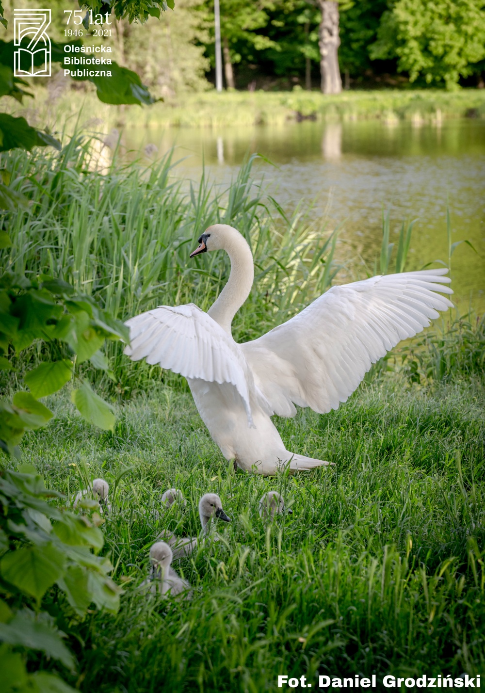 Łabędź z młodymi, fot. Daniel Grodziński